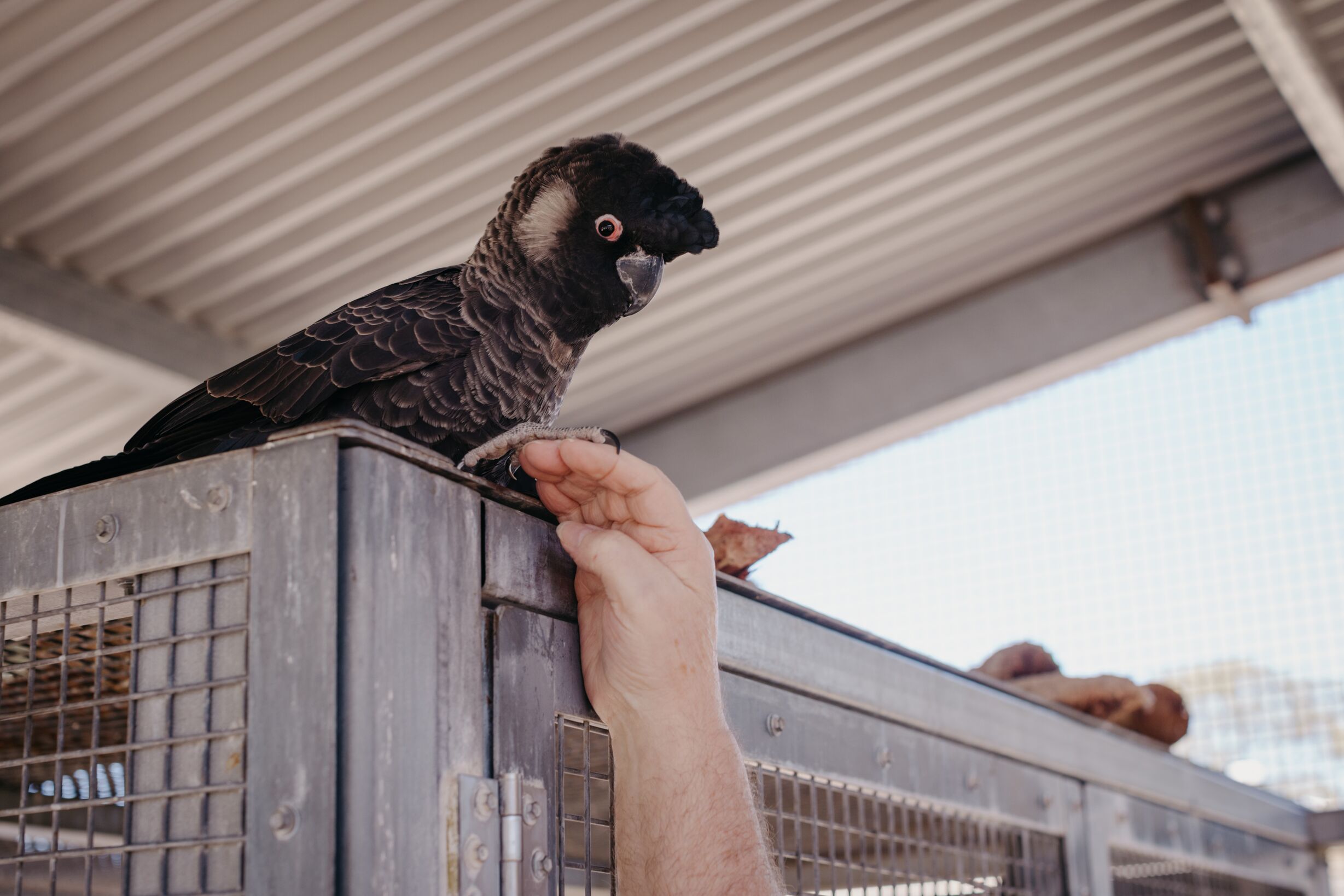 Perth Wildlife Hospital 2025-General Purpose Perth Wildlife Hospital 2025-General Purpose