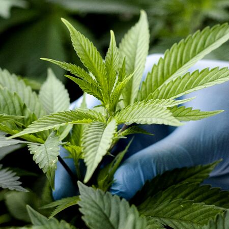 Rua Bioscience medical cannabis case study-General Purpose Rua Bioscience - Medical cannabis facility protected by Gallagher security