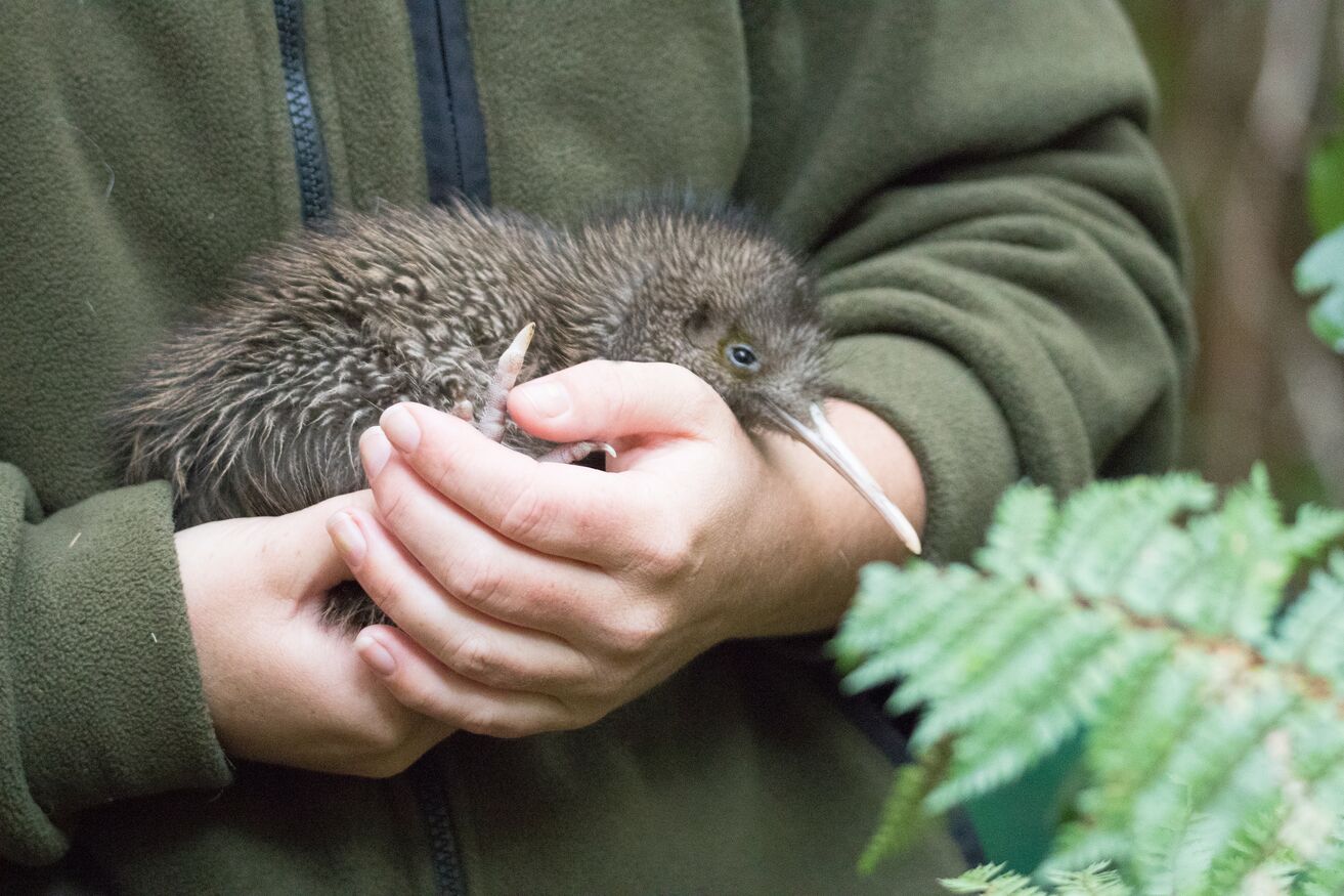 A kiwi bird is being held by a person wearing a green fleece, there is a fern in the foreground